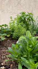 1815337951_just-a-girl-who-loves-gardening_0.mp4