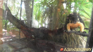 asd-2013-12-12-pattaya-thailand-Lexi Chat 2 – Snake Farm – December 12, 2013.mp4
