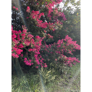 3024x4032_862d7cdf05a915157b48f99c80e9b35f.jpg