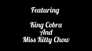 Kitty Chow - My Pussys Not Used to That Fat Cobra Dick.mp4