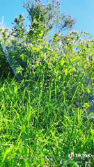 51004553_i-was-laying-hidden-in-the-garden-reading-about-the-secret_1.m4v