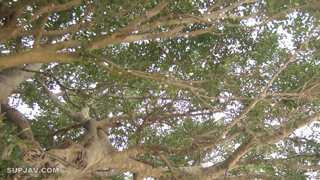 JUFD-353-U.mp4