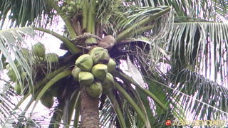 asd-2016-03-27-koh-samui-thailand-Monkeys in Koh Samui – March 27, 2016.mp4