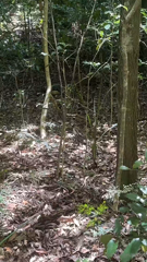 25-01-26 XXX Vlog Hiking in Australia JOI.mp4